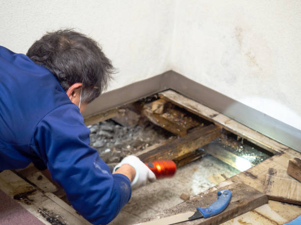 Best Basement Mold Remediation in La Porte, IN