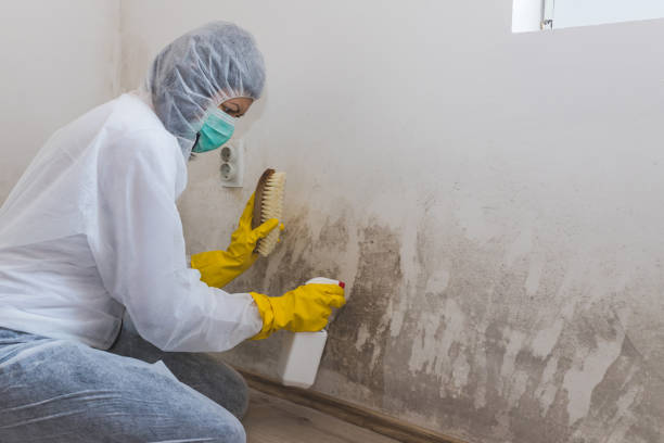Professional Mold Remediation in La Porte, IN