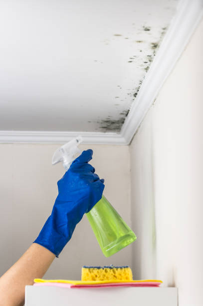 Best White Mold Remediation in La Porte, IN